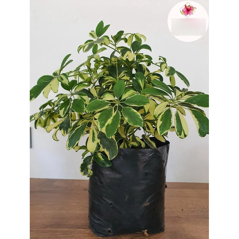 Cheflera Natural Más Sustrato Orgánico Más Maceta Vivero 1