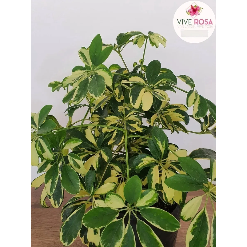 Cheflera Natural Más Sustrato Orgánico Más Maceta Vivero 2