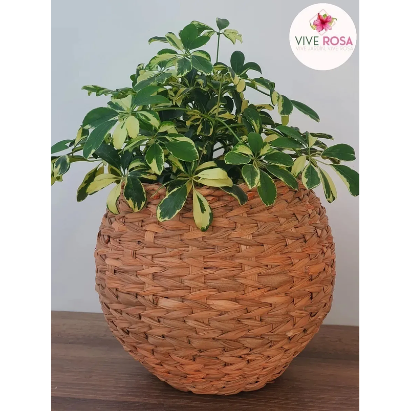 Cheflera Natural Más Sustrato Orgánico Más Maceta Vivero 3