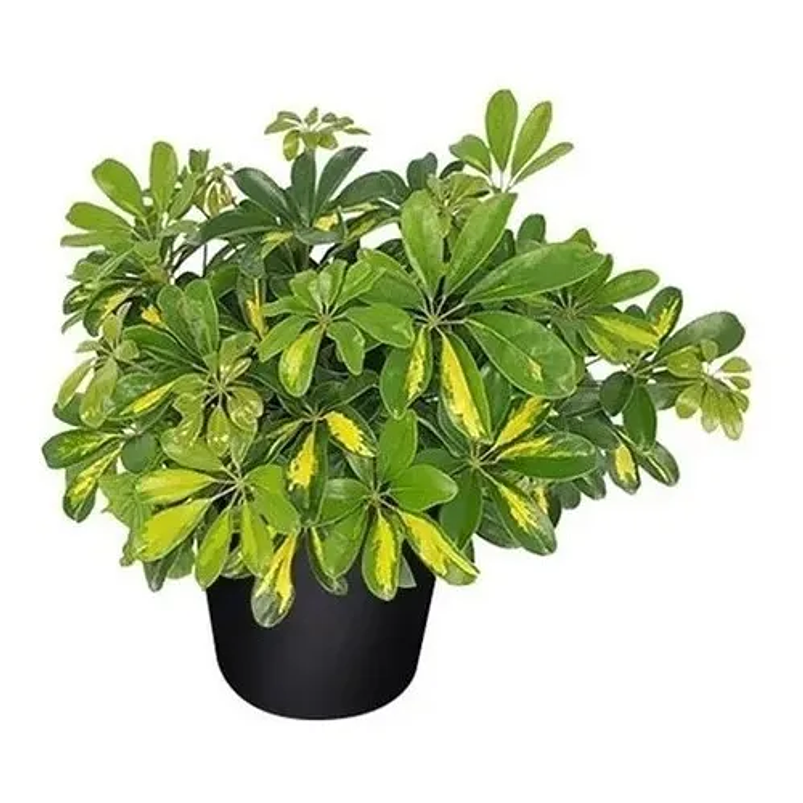 Cheflera Natural Más Sustrato Orgánico Más Maceta Vivero 4