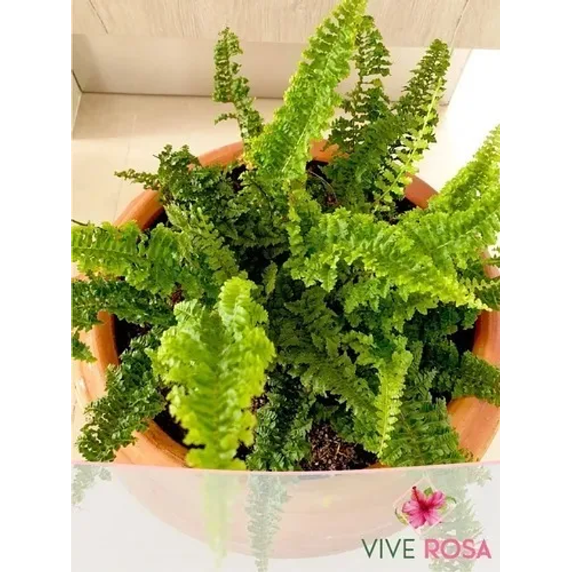Helecho Rizado O Crespo Natural Más Sustrato Orgánico Más Maceta 1