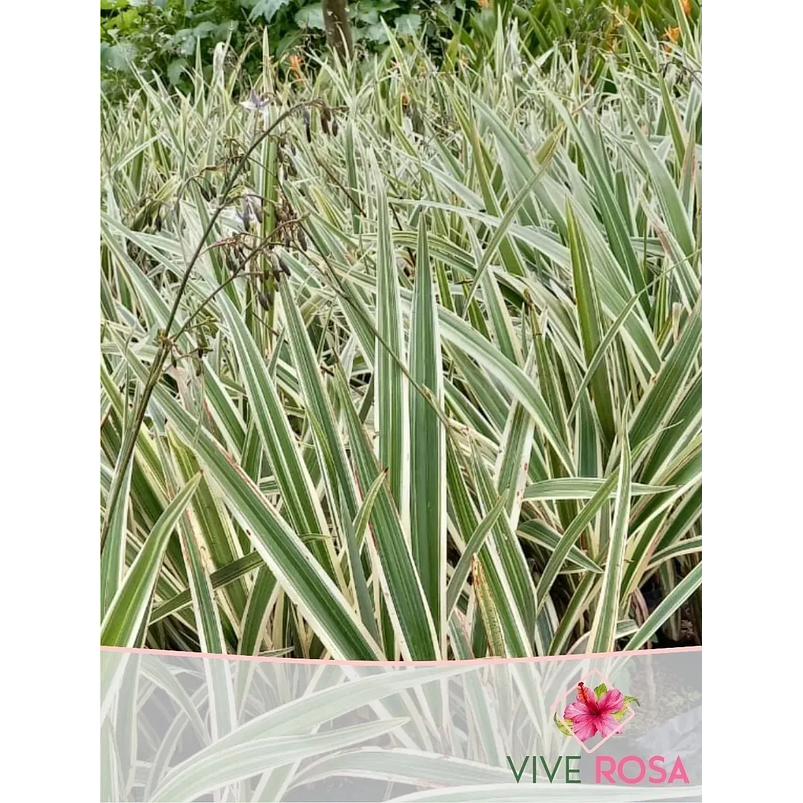 Cinta Blanca Gigante Más Sustrato 100% Orgánico 1