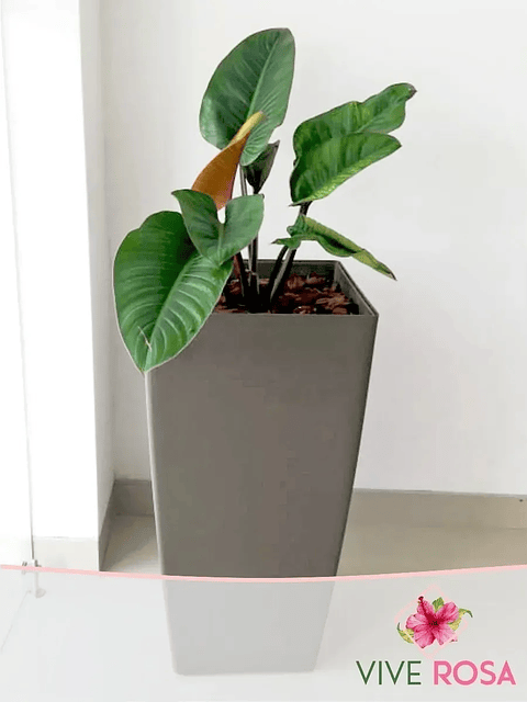 Congo Natural Más Sustrato Orgánico Más Maceta Vivero