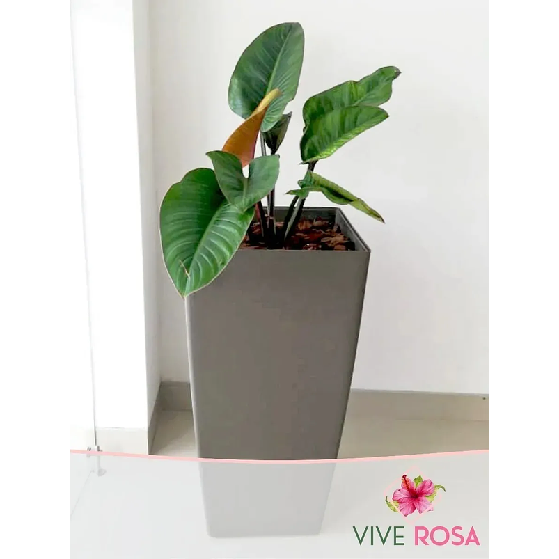 Congo Natural Más Sustrato Orgánico Más Maceta Vivero 1