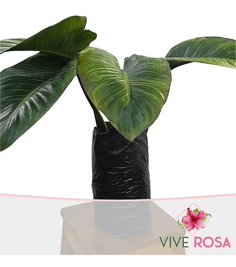 Congo Natural Más Sustrato Orgánico Más Maceta Vivero