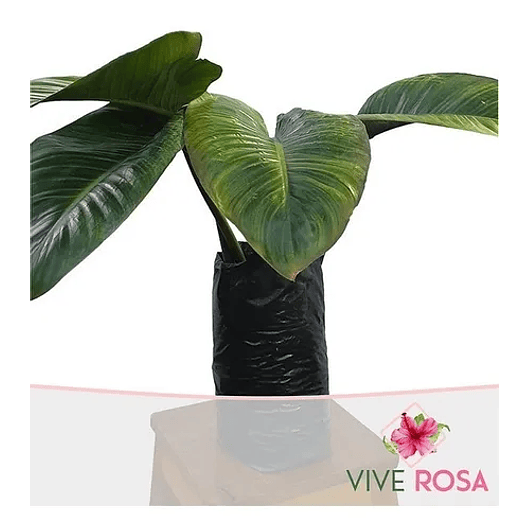 Congo Natural Más Sustrato Orgánico Más Maceta Vivero 2