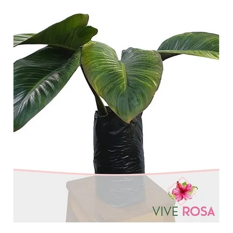 Congo Natural Más Sustrato Orgánico Más Maceta Vivero 2