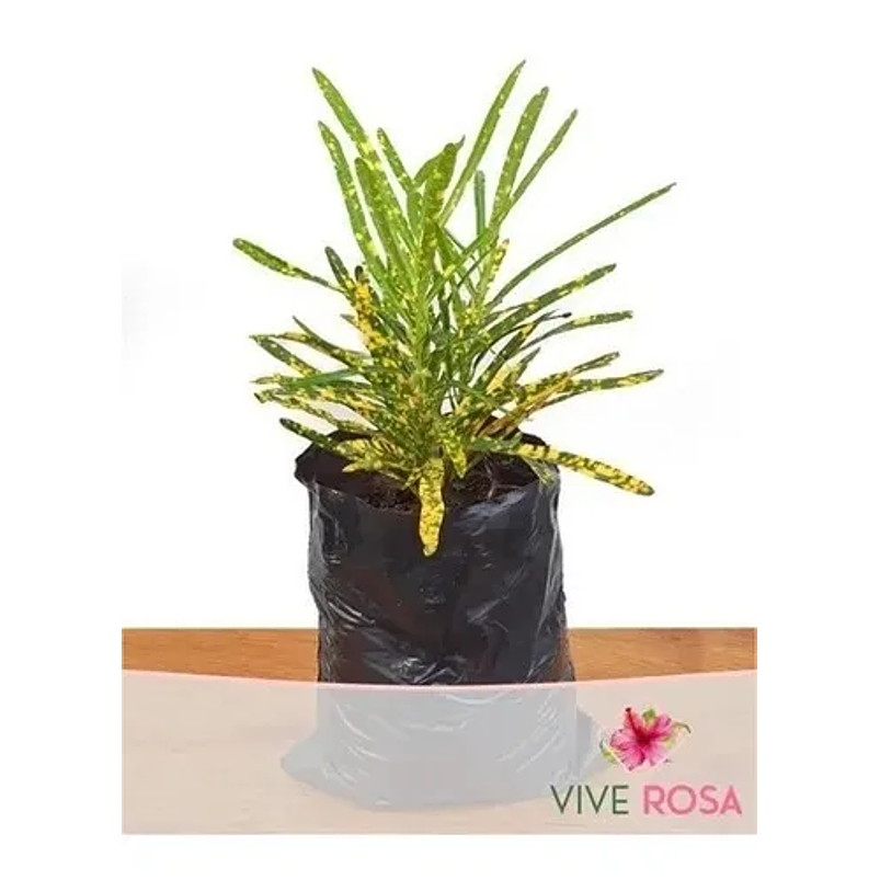 Croto Amarillo Cinta Mediano Más Sustrato Orgánico 1