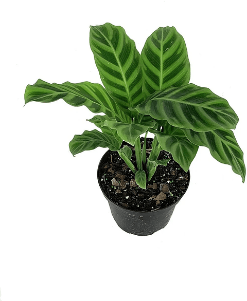 Calathea Zebrina Más Sustrato Orgánico Más Maceta Vivero