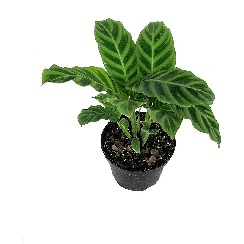 Calathea Zebrina Más Sustrato Orgánico Más Maceta Vivero 1