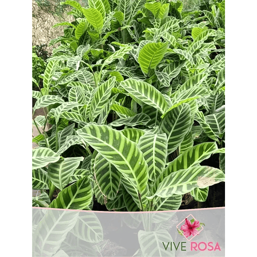 Calathea Zebrina Más Sustrato Orgánico Más Maceta Vivero 2
