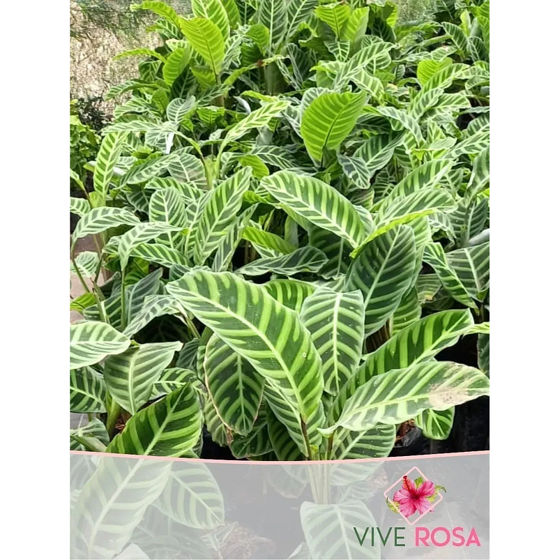 Calathea Zebrina Más Sustrato Orgánico Más Maceta Vivero 2