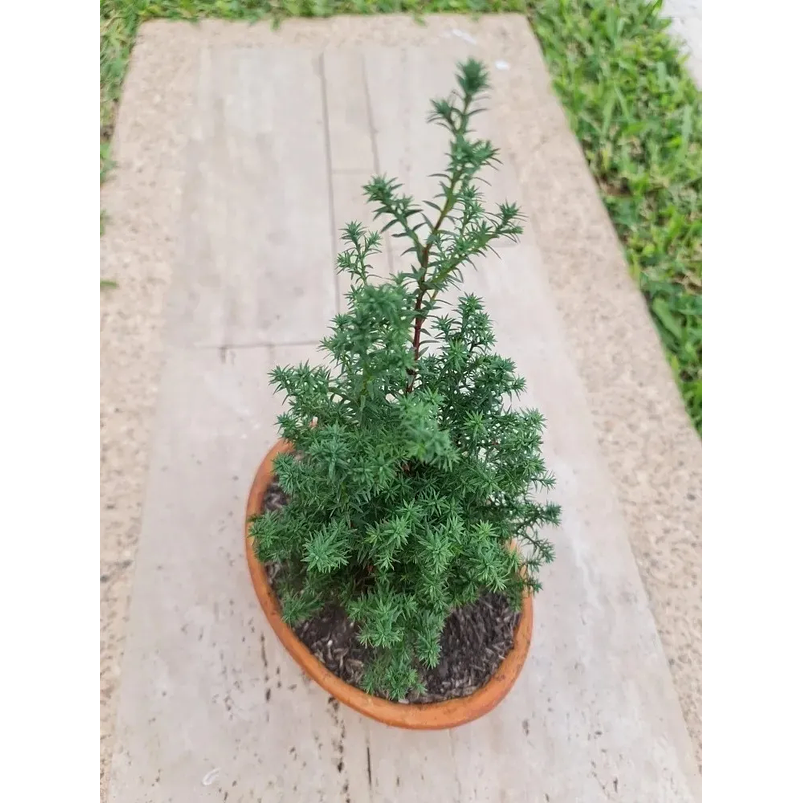 Bonsai Pino Estrella  Maceta Arcilla Más Sustrato Orgánico 1
