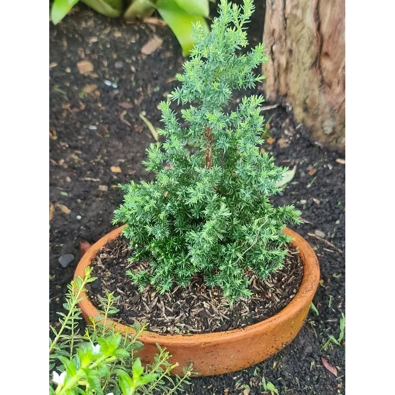 Bonsai Pino Estrella  Maceta Arcilla Más Sustrato Orgánico 2