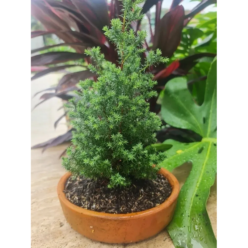 Bonsai Pino Estrella  Maceta Arcilla Más Sustrato Orgánico 3