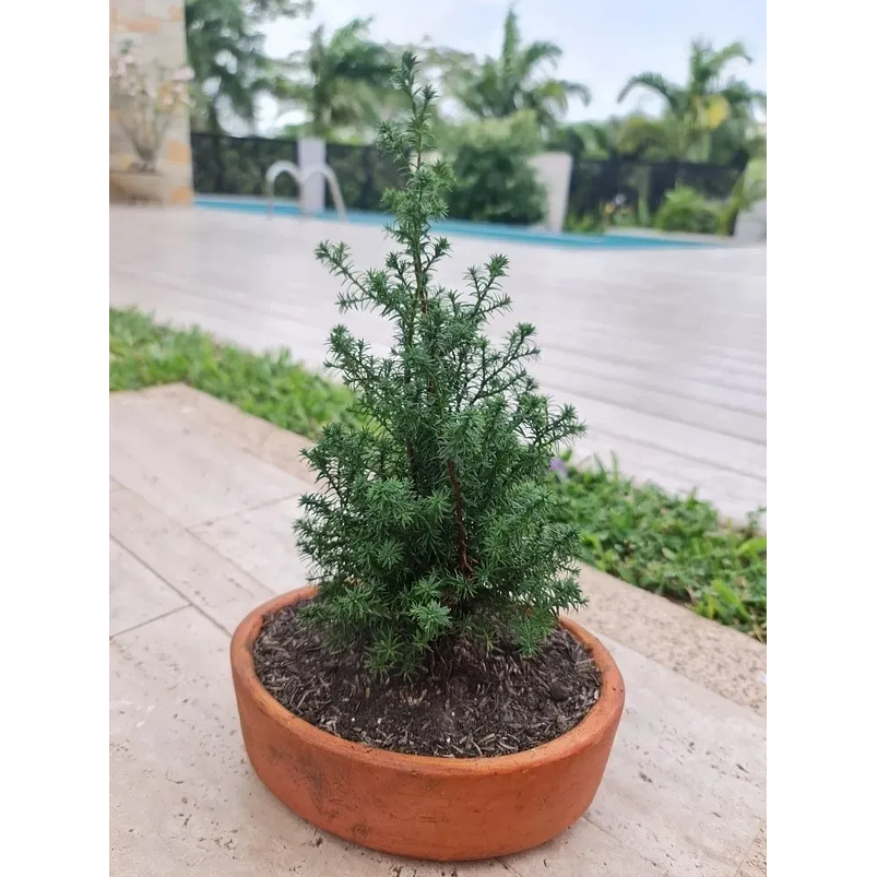 Bonsai Pino Estrella  Maceta Arcilla Más Sustrato Orgánico 4