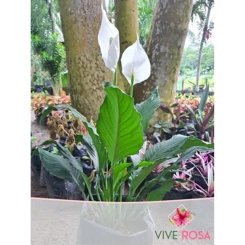 Lirio De Paz Cuna De Moisés Natural En Maceta P14 Más Sustrato 1