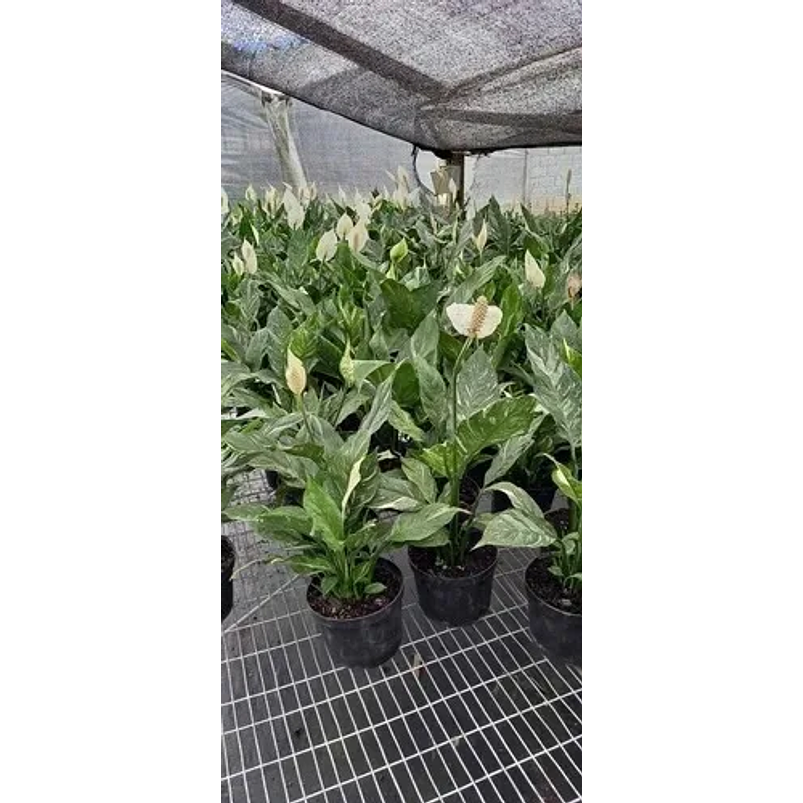 Lirio De Paz Cuna De Moisés Natural En Maceta P14 Más Sustrato 2