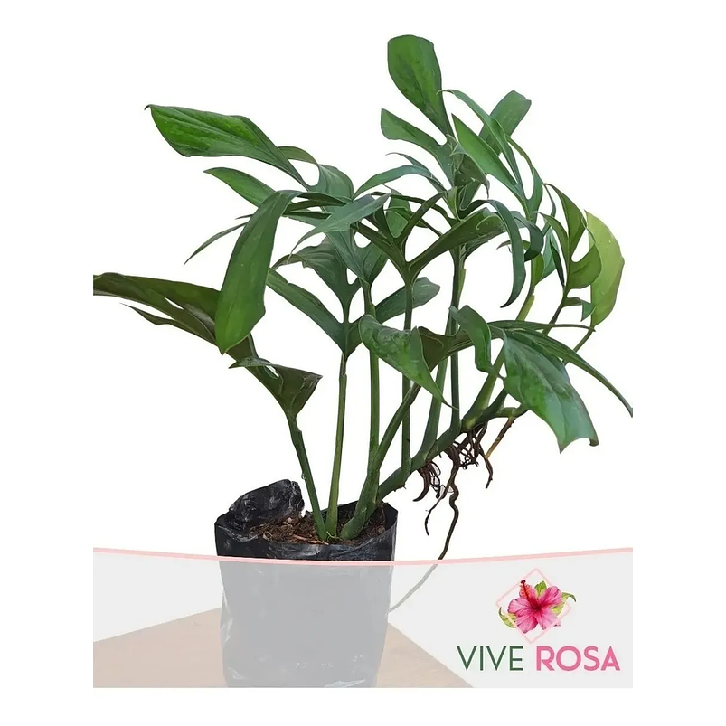 Miami Negro En Maceta Tipo Vivero Más Sustrato 1