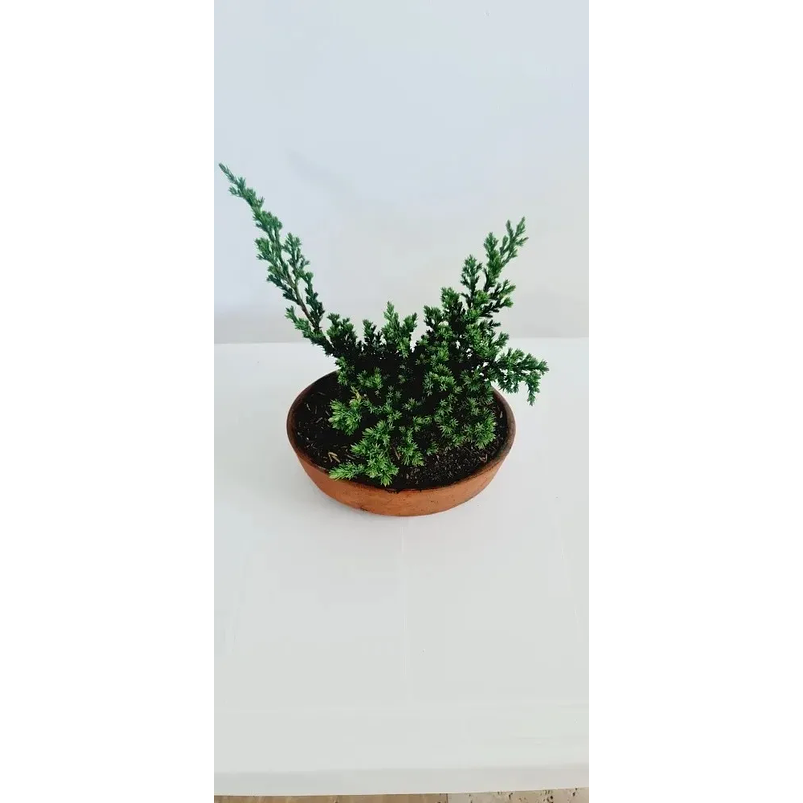 Bonsái Pino Rastrero Más Maceta Arcilla Más Sustrato Orgánico 2