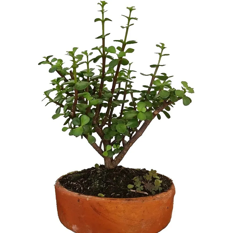 Bonsái Jade Verde Más Maceta Arcilla Más Sustrato Orgánico 1