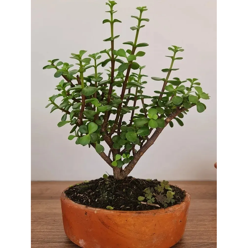 Bonsái Jade Verde Más Maceta Arcilla Más Sustrato Orgánico 2