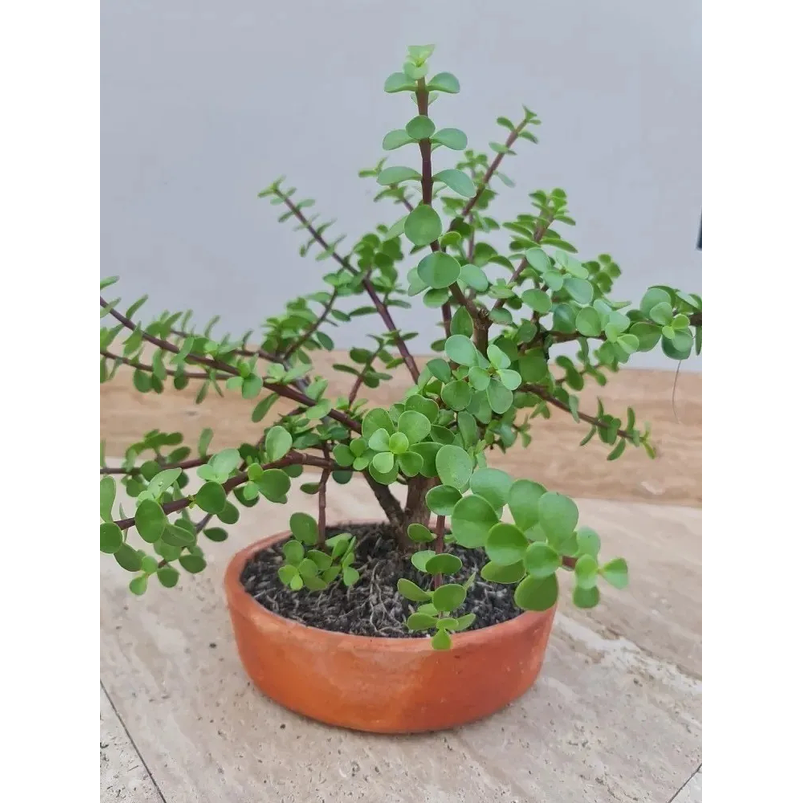 Bonsái Jade Verde Más Maceta Arcilla Más Sustrato Orgánico 3