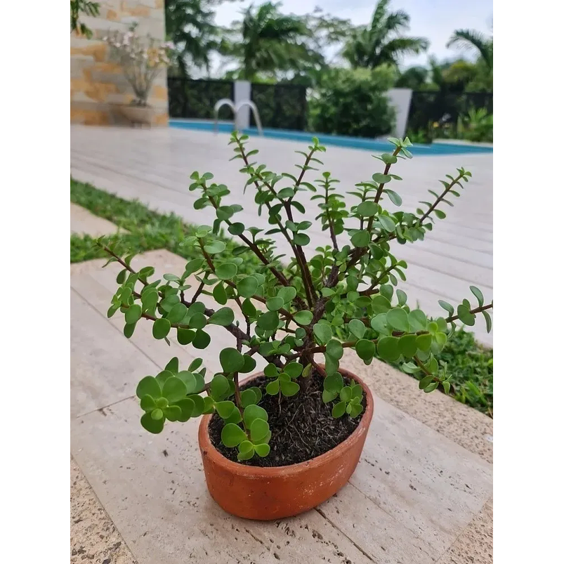 Bonsái Jade Verde Más Maceta Arcilla Más Sustrato Orgánico 4