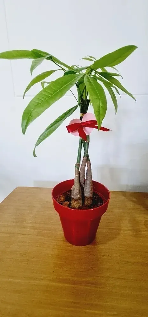 Pachira En Maceta Tipo Vivero Más Sustrato