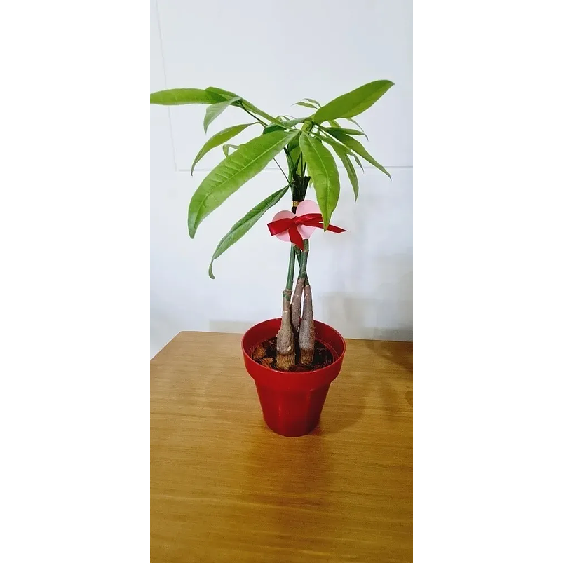 Pachira En Maceta Tipo Vivero Más Sustrato 2