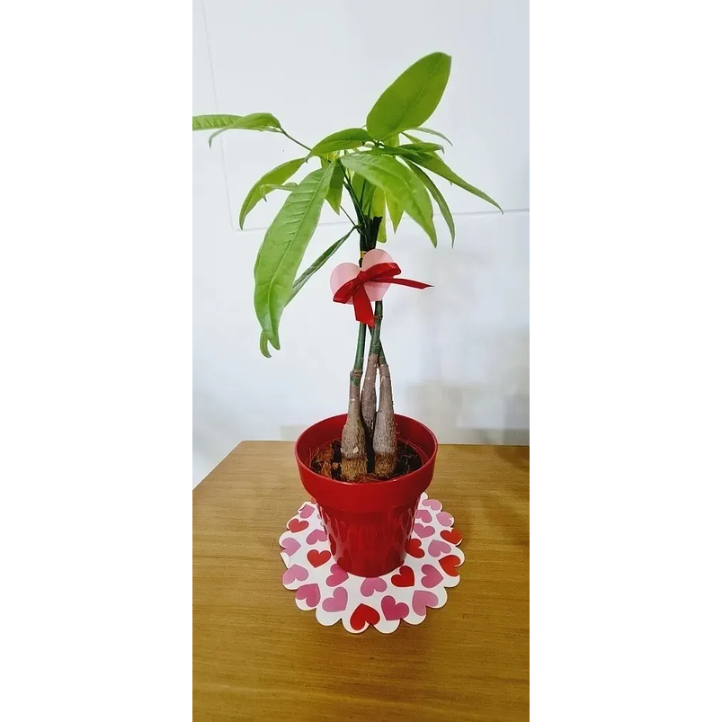 Pachira En Maceta Tipo Vivero Más Sustrato 3