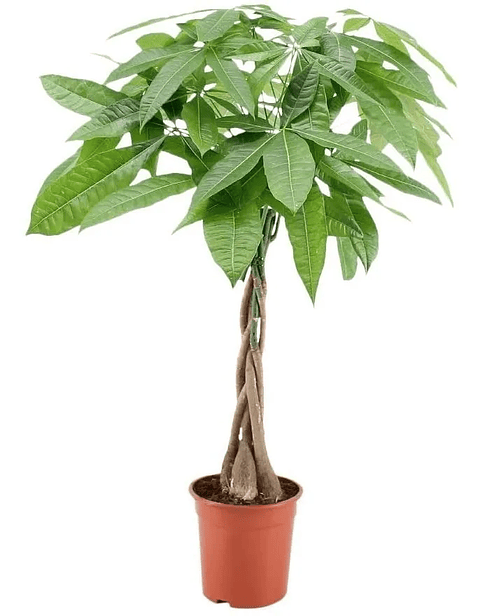 Pachira En Maceta Tipo Vivero Más Sustrato