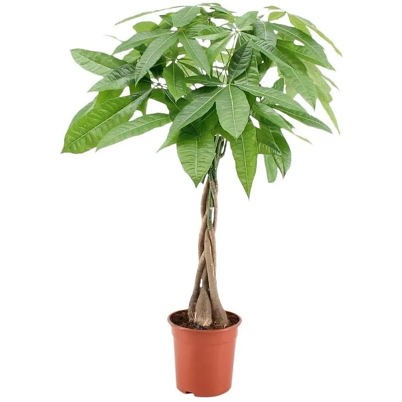 Pachira En Maceta Tipo Vivero Más Sustrato 1