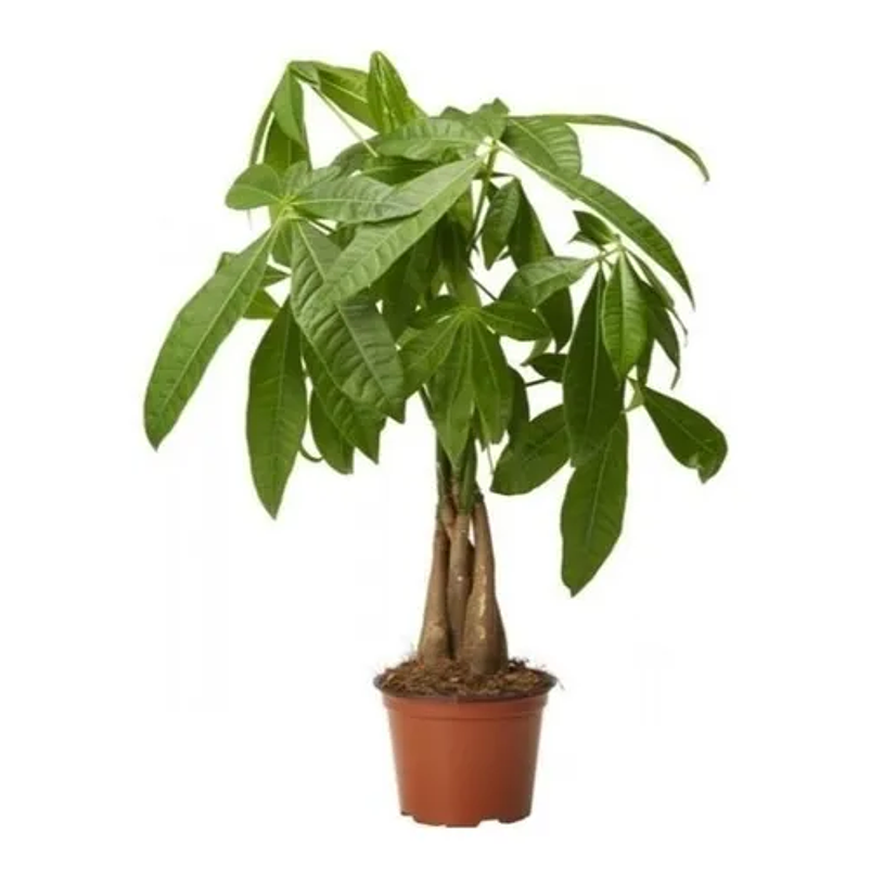 Pachira En Maceta Tipo Vivero Más Sustrato 4