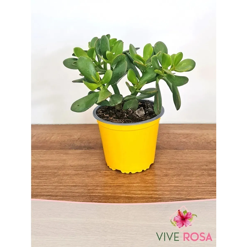 Suculenta Jade En Maceta Tipo Vivero Más Sustrato Organico 1