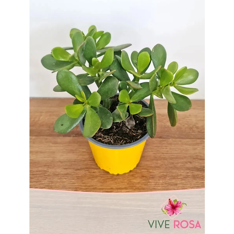 Suculenta Jade En Maceta Tipo Vivero Más Sustrato Organico 2