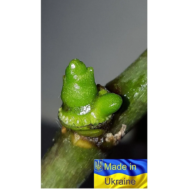 Pasta Estimulante De Citoquina Propagación Orquídeas 2