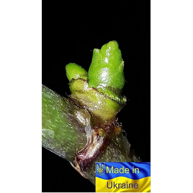 Pasta Estimulante De Citoquina Propagación Orquídeas 3