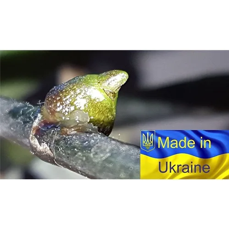 Pasta Estimulante De Citoquina Propagación Orquídeas 5