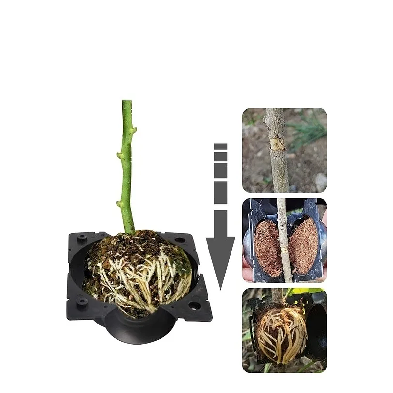 Esqueje Bola Plásticas Propagación x5 Raíz Enraizamiento T:S  6