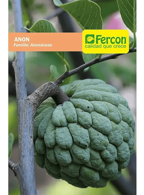 Semillas De Anón Árboles Frutales 98% Pureza Sobre x3gr