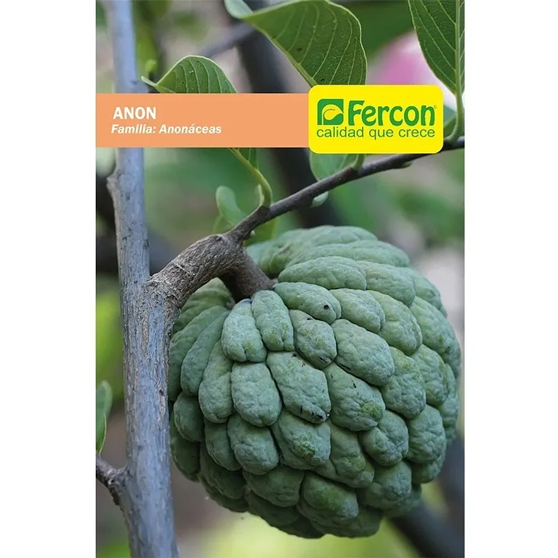 Semillas De Anón Árboles Frutales 98% Pureza Sobre x3gr 1