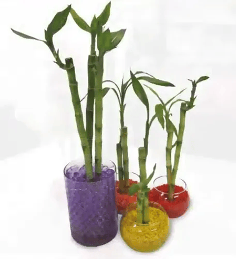 Piedra Gravilla Decorativa Cactus Terrarios x500 Gramos 