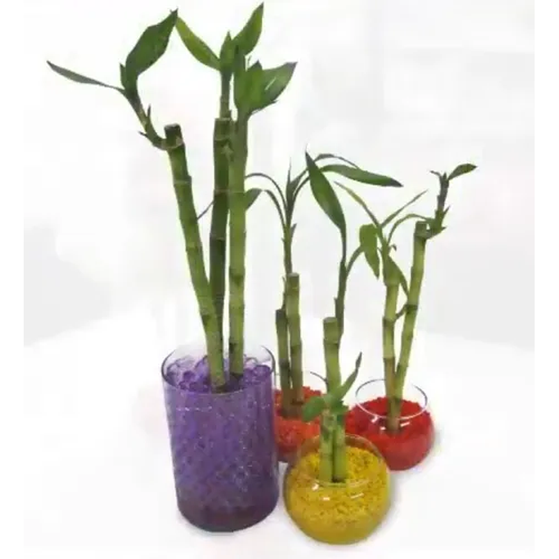 Piedra Gravilla Decorativa Cactus Terrarios x500 Gramos  2