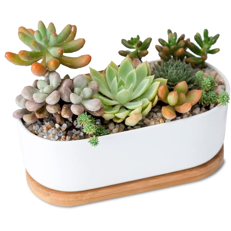 Maceta Cerámica Ovalada Premium Suculentas Más plato Bambú 1