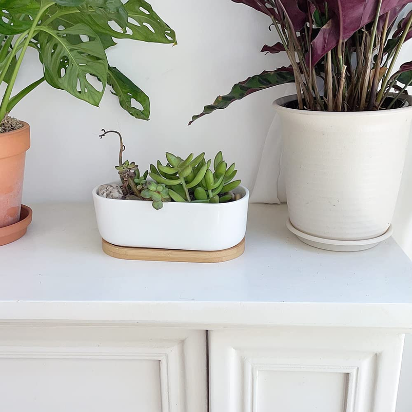 Maceta Cerámica Ovalada Premium Suculentas Más plato Bambú 6