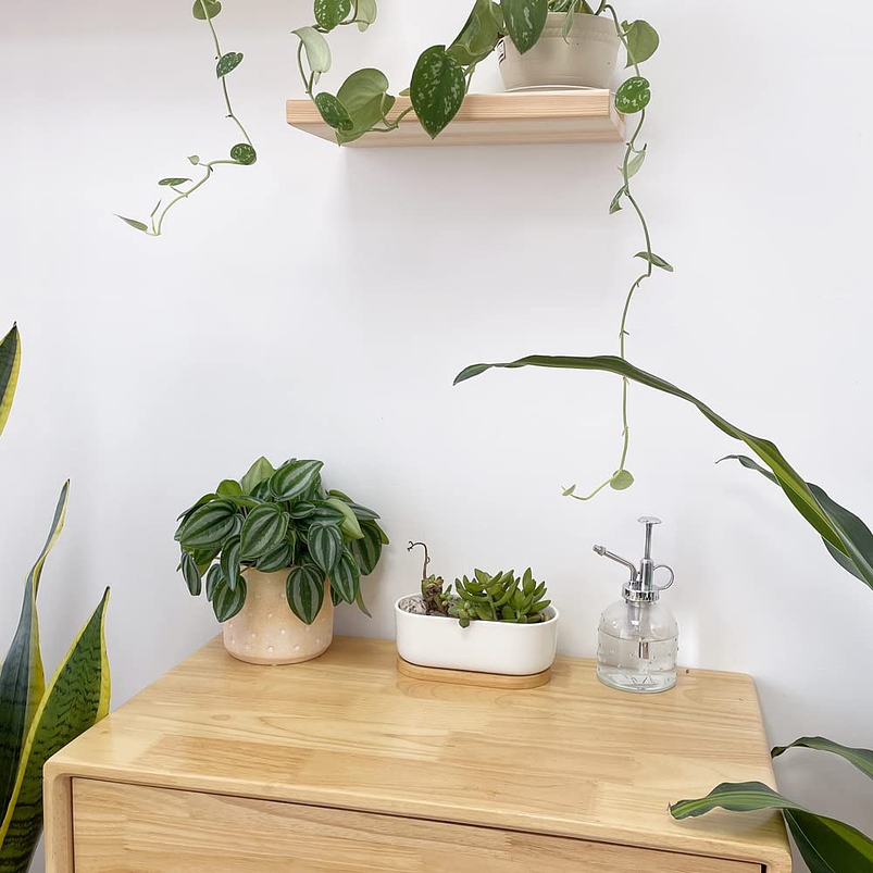 Maceta Cerámica Ovalada Premium Suculentas Más plato Bambú 7