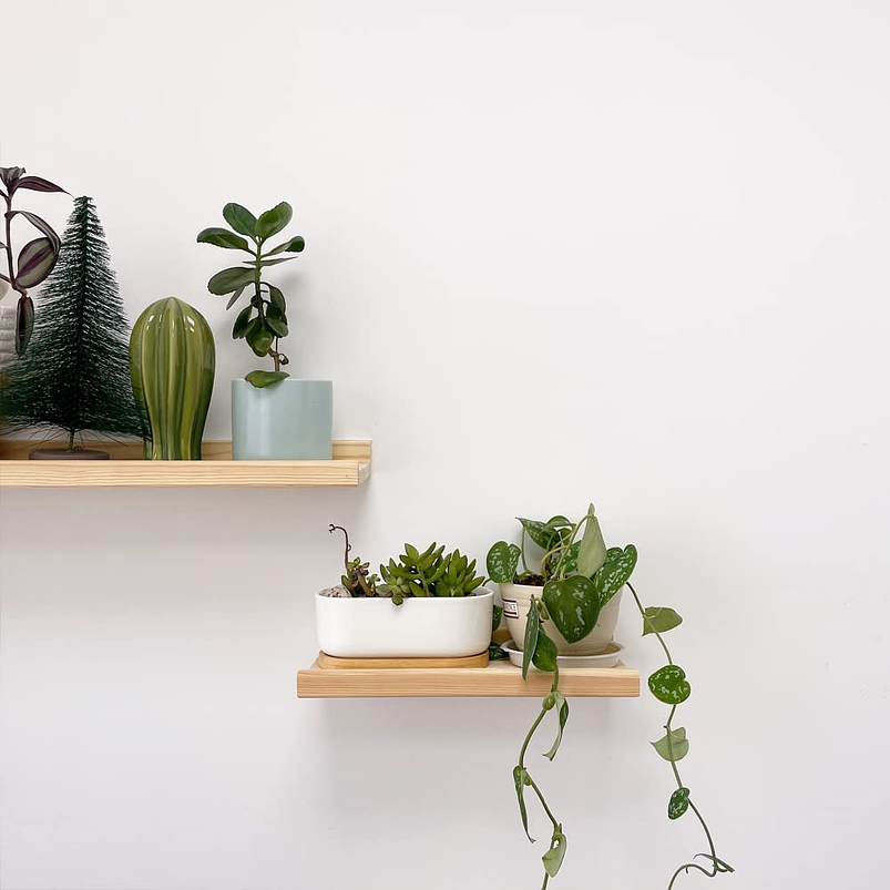 Maceta Cerámica Ovalada Premium Suculentas Más plato Bambú 8