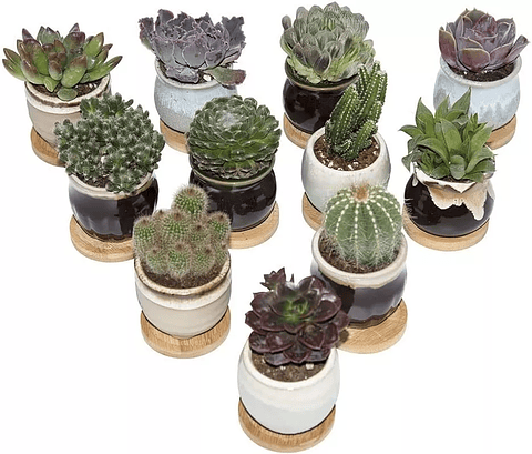 Juego Macetas Cerámica Premium Cactus Suculenta x12 Unidades