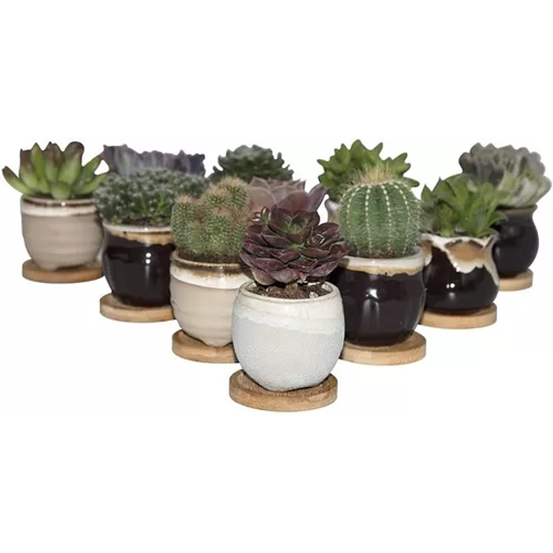 Juego Macetas Cerámica Premium Cactus Suculenta x12 Unidades 4